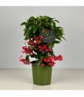 Ardisia