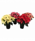 Poinsettia