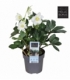 Helleborus
