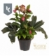 Helleborus