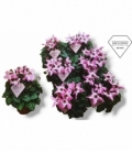 Cyclamen