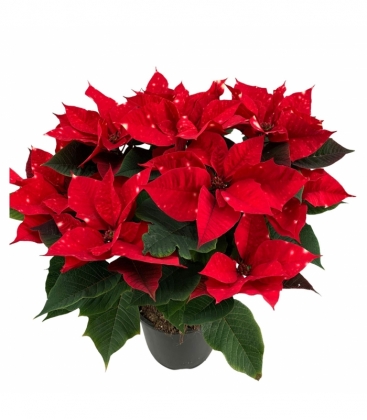 Poinsettia