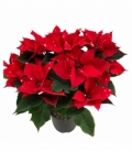 Poinsettia