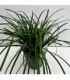 Carex