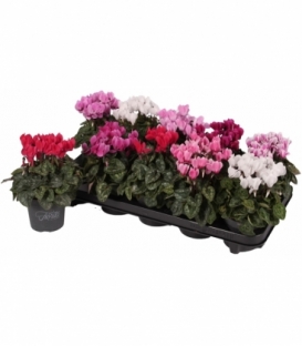 Cyclamen