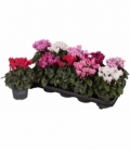 Cyclamen
