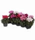 Cyclamen