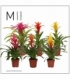 Bromelia
