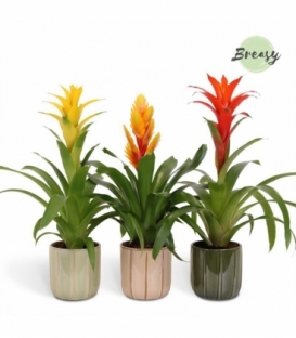 Bromelia