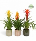 Bromelia