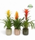 Bromelia