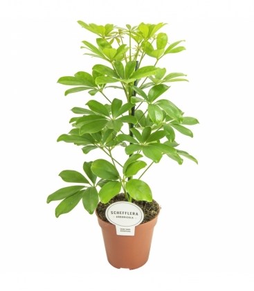Schefflera