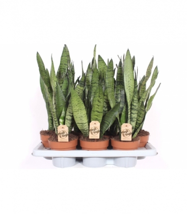 Sansevieria