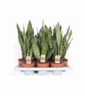 Sansevieria