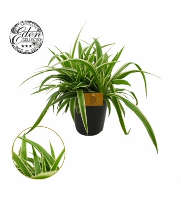Chlorophytum