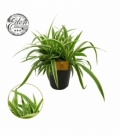 Chlorophytum