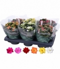 Kalanchoe