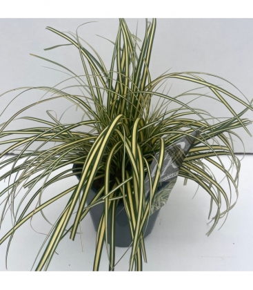 Carex
