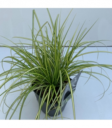 Carex