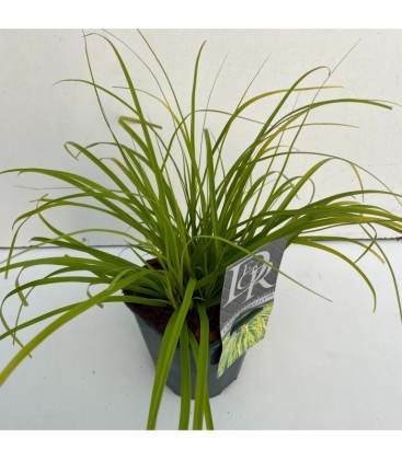 Carex