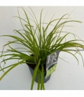 Carex