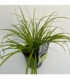 Carex