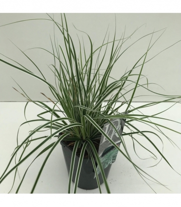 Carex