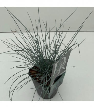 Festuca