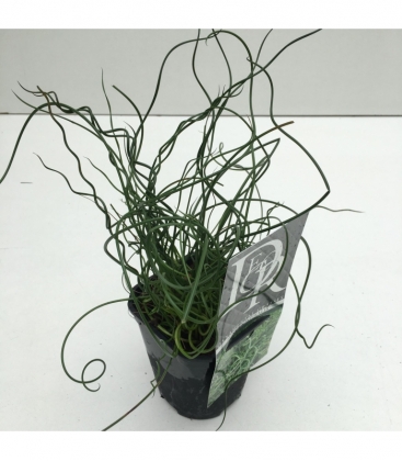 Juncus