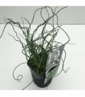 Juncus