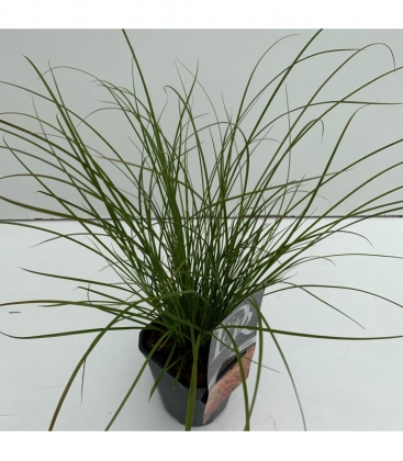 Carex