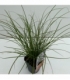 Carex
