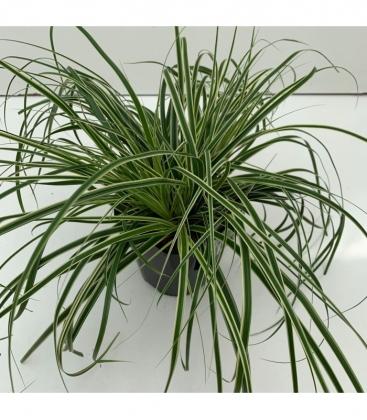 Carex