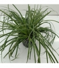 Carex