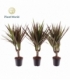 Dracaena