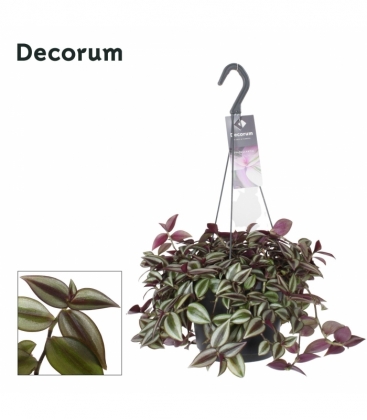 Tradescantia