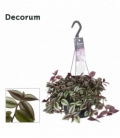 Tradescantia