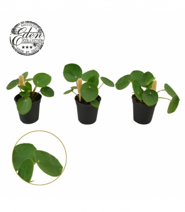 Pilea