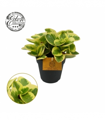 Peperomia