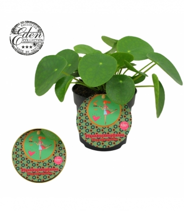 Pilea