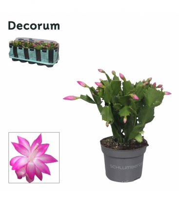 Schlumbergera
