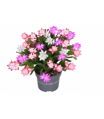 Schlumbergera