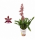 Oncidium