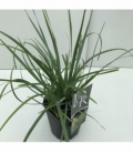 Sesleria