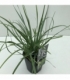 Sesleria