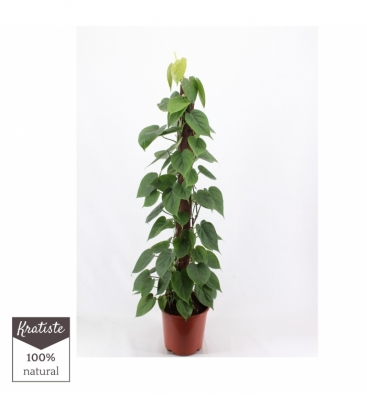 Philodendron