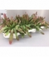 Rhipsalis