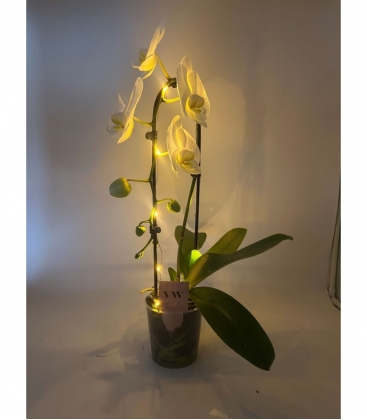 Phalaenopsis