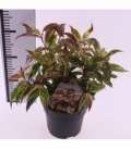 Leucothoe