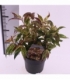 Leucothoe